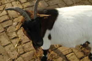 Bliksem