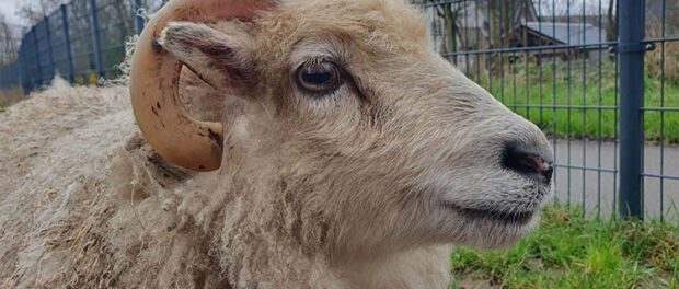 schaap voor het scheren