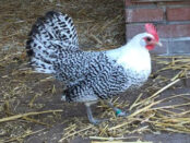 Kip mag weer scharrelen
