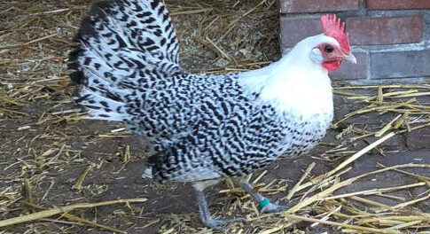 dierenweide de kraal kip Kip mag weer scharrelen