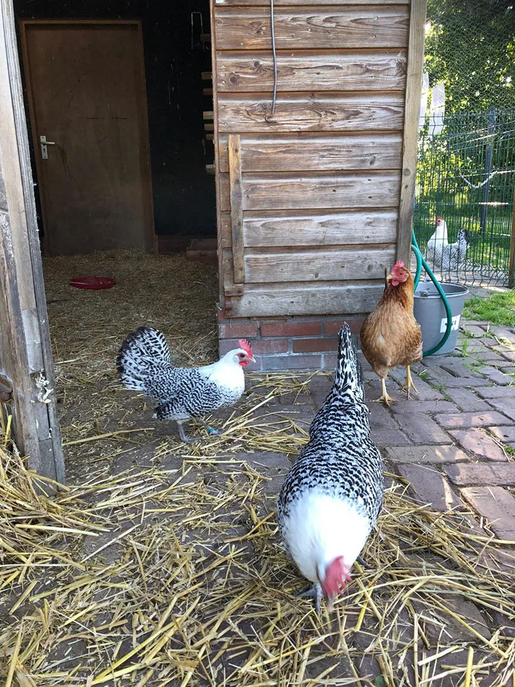 Kippen van dierenweide de Kraal
