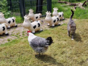 dierenweide spelletjes