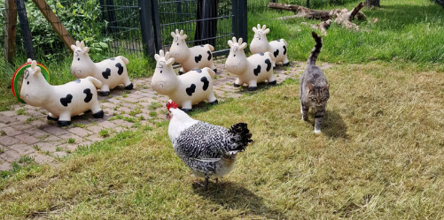 spelletjes open dag dierenweide dierenweide spelletjes