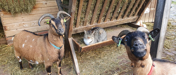 Geiten van de dierenweide