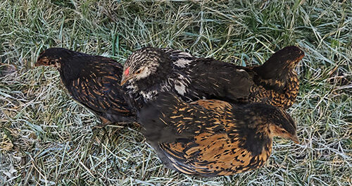 kippen de kraal Kippen bij dierenweide de Kraal