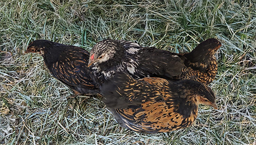 Kippen bij dierenweide de Kraal
