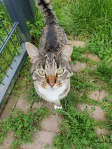 foto van onze kat Tijgertje