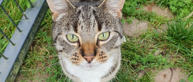 foto van onze kat Tijgertje