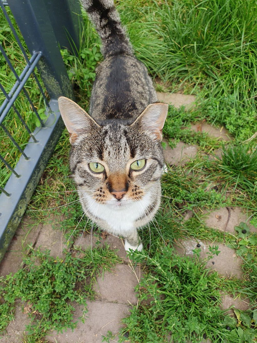 foto van onze kat Tijgertje
